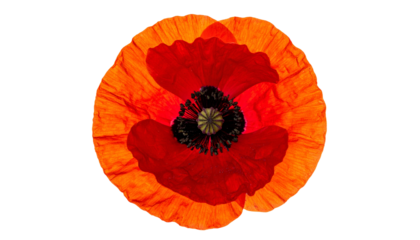 Close-up of a vibrant red and orange poppy flower with a dark center against a black background