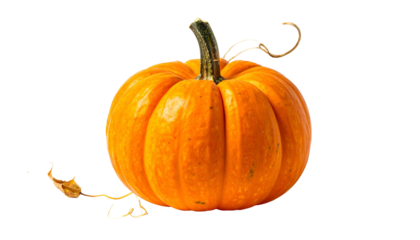 A vibrant orange pumpkin rests against black, with curved stem and a dried, curled leaf