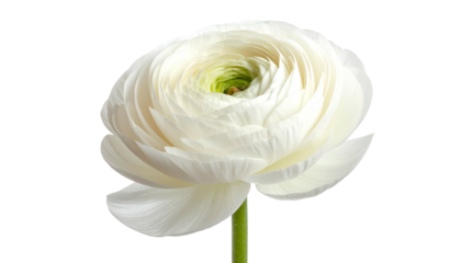 A pristine white flower in full bloom, with layered petals, and a green stem on a black background
