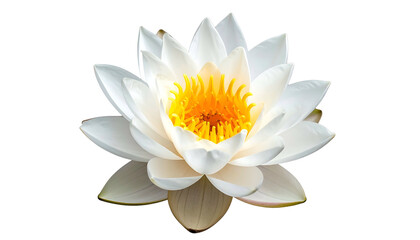 Close-up of a pristine, white lotus flower with a vibrant yellow center, isolated on black