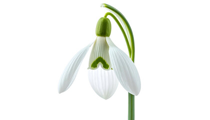 Close-up of delicate white snowdrop flower with green accents, isolated on black background