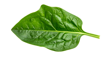 Close-up of a vibrant green spinach leaf with detailed veins, isolated on a black background