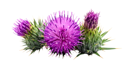 Close-up view of vibrant purple thistle flowers with spiky green leaves, black background