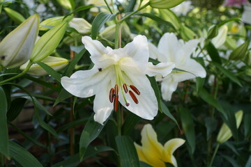 Fototapeta premium white lily