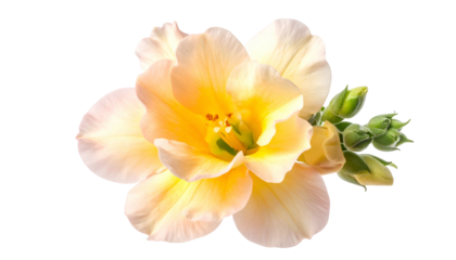 Close-up of a delicate, layered flower with yellow core and petals with a hint of pink