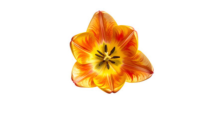 Overhead vibrant tulip blossom, petals radiating color against stark black background