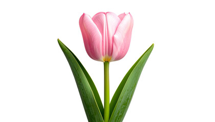 A single pink tulip with green leaves and stem isolated against a black background