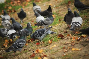 Pigeons.