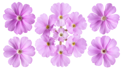 Nine delicate, pink flowers arranged symmetrically against a stark black background