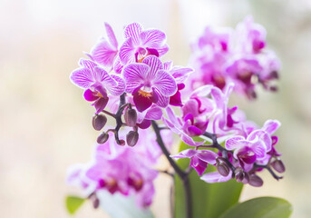 R&oacute;żowe kwiaty Storczyka wyizolowane na jasnym tle, tapeta, dekoracja, zaproszenie.