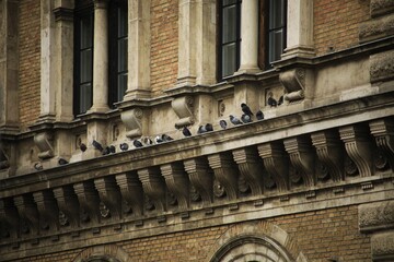 Pigeons.
