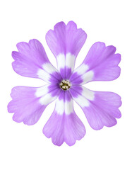 Overhead shot of a delicate, six-petal flower with lavender and white coloration