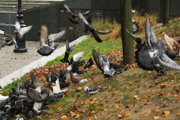 Pigeons.