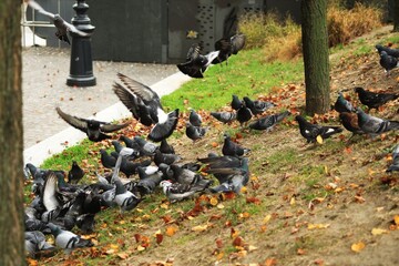 Pigeons.