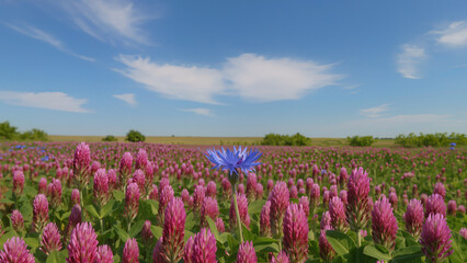 Fiori in campo di primavera