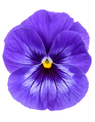 Close-up of a vibrant purple bloom with contrasting yellow center against black background
