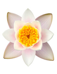 Close-up view of a blooming aquatic flower with pale pink petals and a bright yellow center