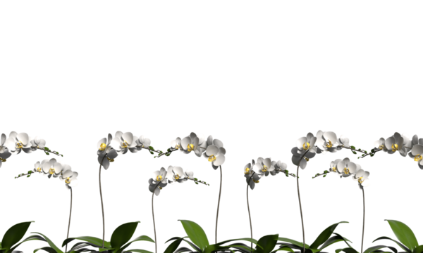 Flower flora blossom white color object spring season start march month plant fresh copy space object start spring season flower botany blossom beginning start spring season march flora organic leaf 