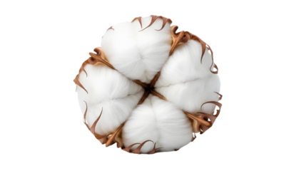 Cotton flower boll close up isolated on transparent background