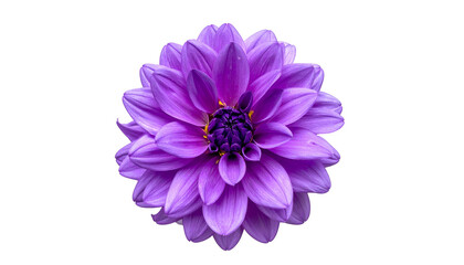 Close-up of vibrant, layered purple flower with deep inner bloom, isolated on black