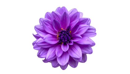 Close-up of vibrant, layered purple flower with deep inner bloom, isolated on black