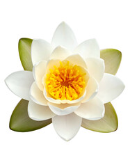 Top-down view of a fully bloomed water lily, showcasing bright white petals and a yellow core