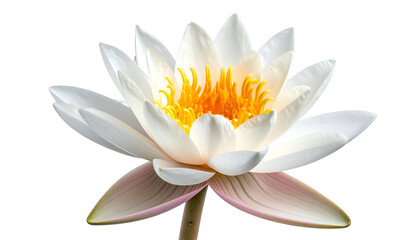 Close-up of a vibrant white water lily with a bright yellow center against a dark background
