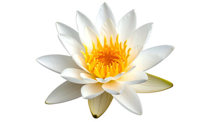 Close-up of a perfectly bloomed, white flower with bright yellow center, set against black