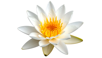 Close-up of a perfectly bloomed, white flower with bright yellow center, set against black