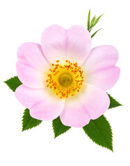 Close-up of a delicate pink and yellow flower with green leaves on a black background