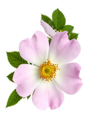 Close-up of a delicate light pink flower with a yellow center, surrounded by green leaves