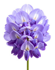 Close-up of a vibrant, layered lavender-blue flower with a delicate stem against black