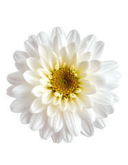 Close-up of a perfectly bloomed, white flower with a vibrant yellow center, isolated