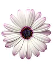 Close-up studio shot of a beautiful single white daisy with purple tips on a black background