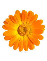 Close-up of a vibrant orange flower with many petals, isolated against black (1)
