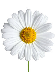 A fully bloomed daisy with white petals and a golden center against a black backdrop