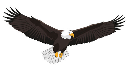 Fototapeta premium A majestic bald eagle in flight with its wings fully extended against a white background.