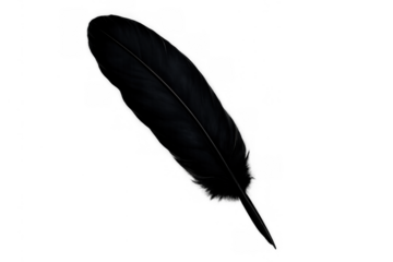 Black feather flying, light soft dark bird plumage, quill writing or decoration element with transparent background
