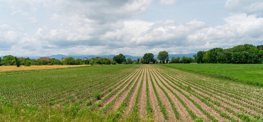 Idyllic Alsace scenery