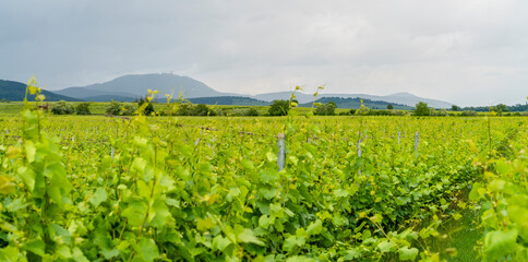 Idyllic Alsace scenery