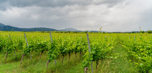 Obraz premium Idyllic Alsace scenery