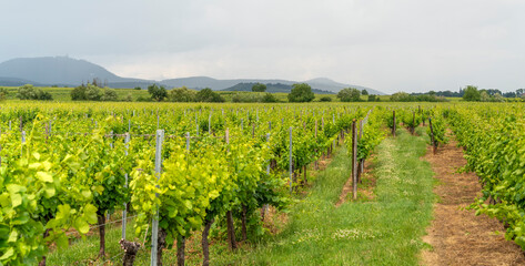 Idyllic Alsace scenery