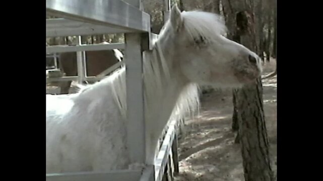 White pony with long mane standing behind metal fence in a VHS family video scene
