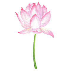 Fototapeta premium Delicate white pink lotus flower isolated. Chinese garden clipart. Floral design element. Zen. Sacred lotus. Hand-drawn watercolor illustration for Asian-themed design, packaging, postcard, invitation