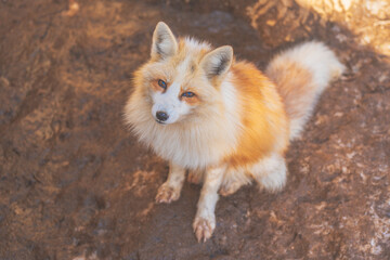 宮城蔵王キツネ村のキツネ
