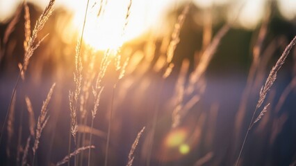 Fototapeta premium Golden Sunset Through Tall Grasses Keywords: sunset, golden hour, grass, tall grass, nature