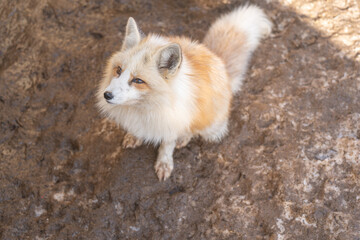 宮城蔵王キツネ村のキツネ