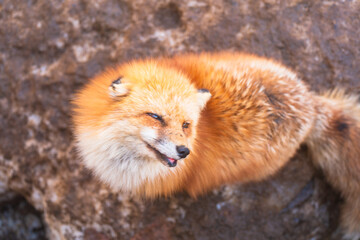 宮城蔵王キツネ村のキツネ