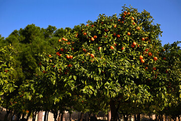 Ripe tangerines on tree branches on a sunny day