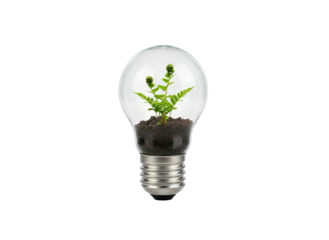 Fern Growing Inside Light Bulb on White Background